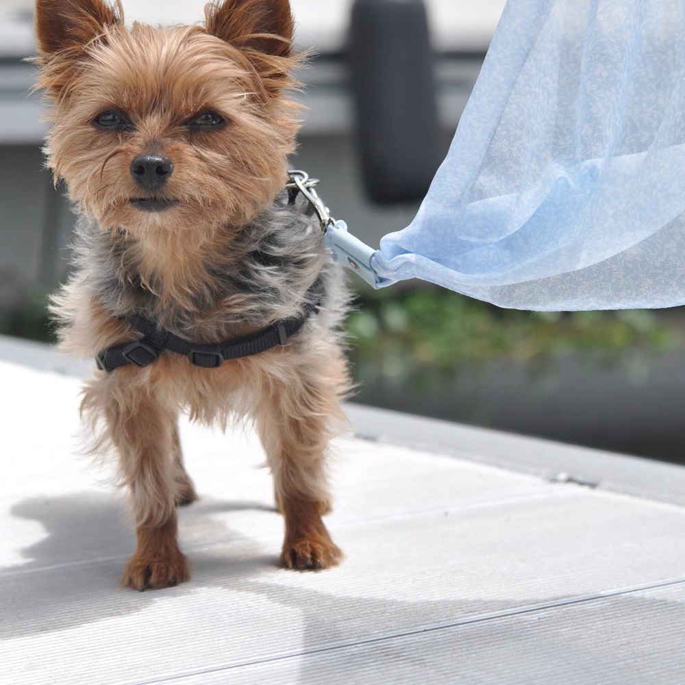 Elegant Small Dog Scarf Leash